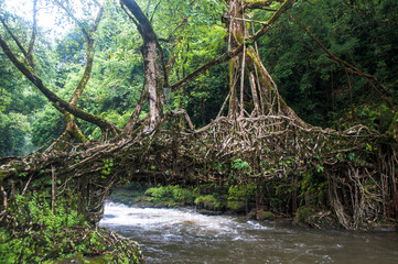 A Living Root Bridge is a type of simple suspension bridge formed of living plant roots by tree...