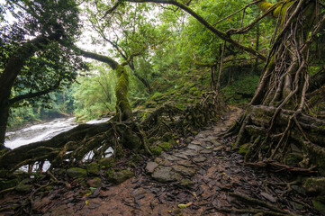 A Living Root Bridge is a type of simple suspension bridge formed of living plant roots by tree shaping. They are common in the southern part of the Northeast Indian state of Meghalaya.
