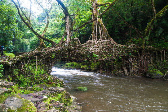 A Living Root Bridge is a type of simple suspension bridge formed of living plant roots by tree shaping. They are common in the southern part of the Northeast Indian state of Meghalaya.