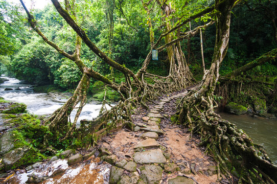 Root Float Bridge