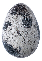 quail eggs isolated for design