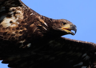 portrait of a juvenile bald eagle