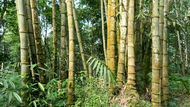 The plant family Dendrocalamus asper also known as giant bamboo, or dragon bamboo (in China), is a giant tropical, growing wild on forest edges