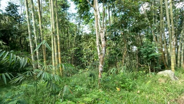 The plant family Dendrocalamus asper also known as giant bamboo, or dragon bamboo (in China), is a giant tropical, growing wild on forest edges