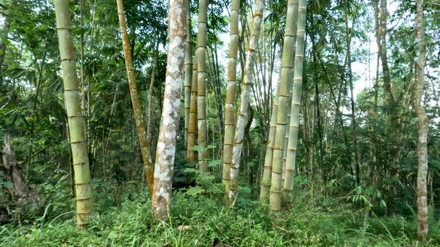The plant family Dendrocalamus asper also known as giant bamboo, or dragon bamboo (in China), is a giant tropical, growing wild on forest edges