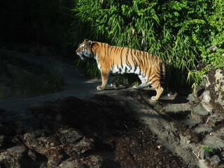 Tiger in Zoo