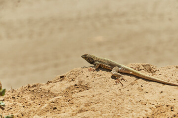 Lagartija en el desierto 