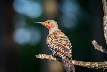 A beautiful northern flicker 