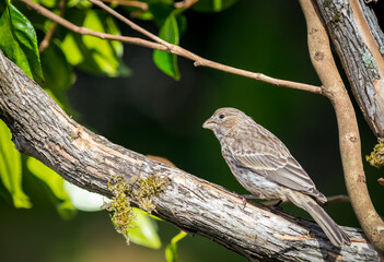 A female house finch " Haemorhous mexicanus perched on a branch.