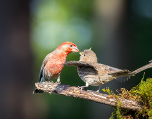 A male house finch 