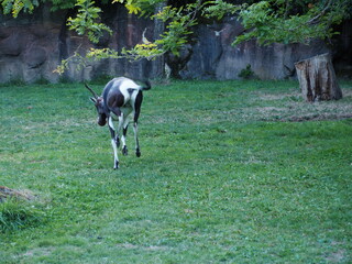 Naklejka na ściany i meble Deer in Zoo