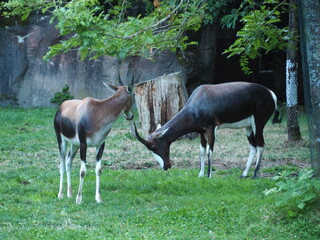 Deer in Zoo