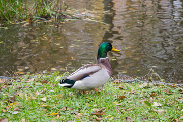 The drake stands at the shore of the lake. A beautiful waterfowl.