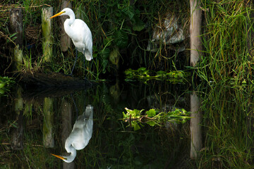 Garzas en Xochimilco 2