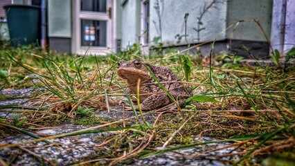 Toad in the yard