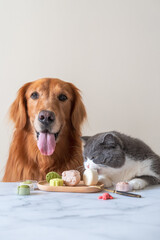 Golden retriever and british shorthair cat eat pastries on table