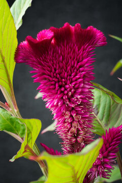 close-up macro view of red velvet flower, celosia cristata or argentea, also known as cockscomb, common garden plant, taken against dark textured blurry background