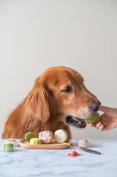 Naklejki Hand holding pastry to golden retriever