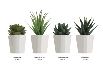 realistic vector illustration nature potted succulent plant in white flowerpot collection with green cactus and cacti is called echeveria and century plant and pachyphytum and haworthia in desert