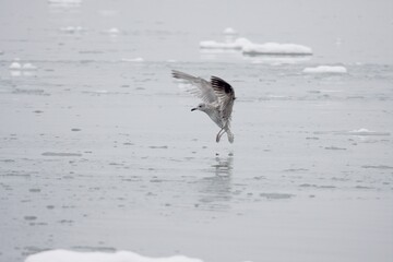 Möwe an verschneiter Küste