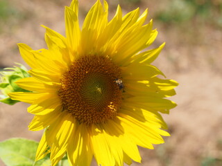 Sunflower Fields