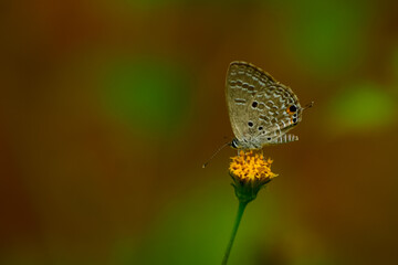 butterfly on a flower
