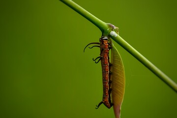 Closeup shot of a lepidoptera butterfly  caterpillar perching on its natural habitat in the summer season. Euploea core, the common crow butterfly. Blurred nature green background