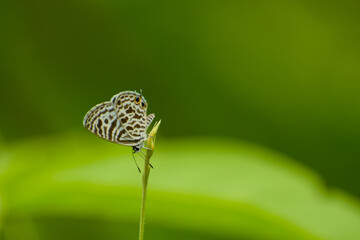 butterfly on leaf