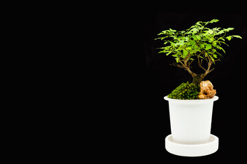 Portulacaria afra bonsai. Stylish plant. Home decor. Indoor plant on a black background,copyspacem, isolated