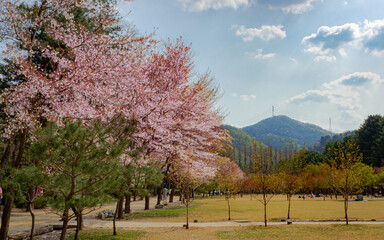 Cherry blossom tree meadow forest and mountain in Nami Island South Korea
