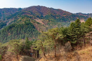 Naklejka premium Mountain and green pine forest view at Nami Island South Korea on a spring day