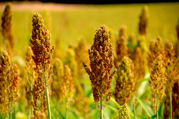 sorghum feld