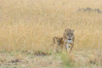 lioness with cub in Maasai Mara, Kenya.