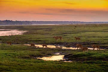 Lion pride at the bank of Chobe river in Kasane, Botswana. Chobe national park safari.