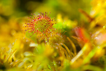 Rosiczka okrągłolistna (Drosera rotundifolia)
Sundews