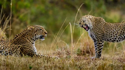 Fototapeten Two Leopard aggressive stance before fight in Maasai mara, Kenya. © MATRISHVABHASKAR