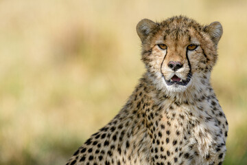 cheetah portrait close up in the savannah
