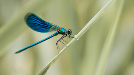 Świtezianka błyszcząca (Calopteryx splendens)
Banded demoiselle