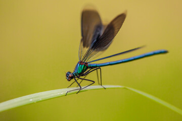 Świtezianka błyszcząca (Calopteryx splendens)
Banded demoiselle