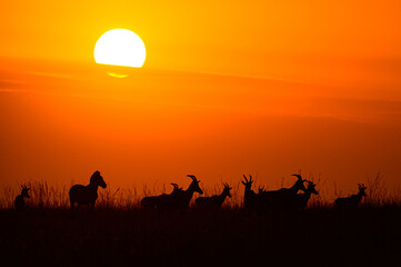 Fototapeta na wymiar silhouette of Zebra and Topi antelope against sunrise in Maasai Mara, Kenya.