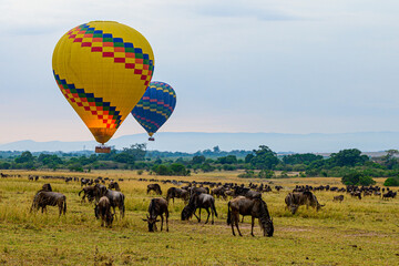 hot air balloon safari in Maasai mara, Kenya with wildebeest grazing beneath.