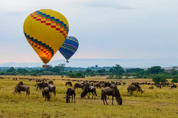 Poster hot air balloon safari in Maasai mara, Kenya with wildebeest grazing beneath. © MATRISHVABHASKAR