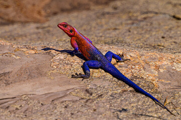 lizard on the rocks. Agama lizard or Rock lizard.