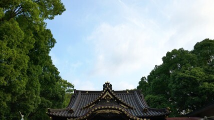 Fototapeta premium 神社の木々の間から覗く青い空