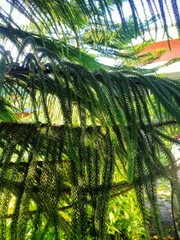 Fototapeta premium close-up photo of araucaria or norfolk tree banches with green leaves