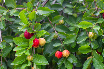 Fresh multicolored cherry on the tree with rain drops in the garden.
