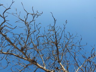 branches against blue sky