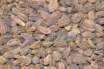 Cardamom. Black cardamom. Background of Indian spices top view. Ingredients of indian cuisine masala