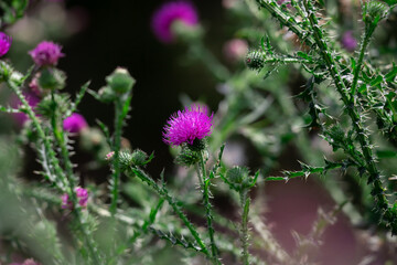 Milk thistle flower on a green background