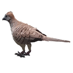 Dove Bird 